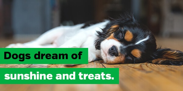 Dogs dream of sunshine and treats