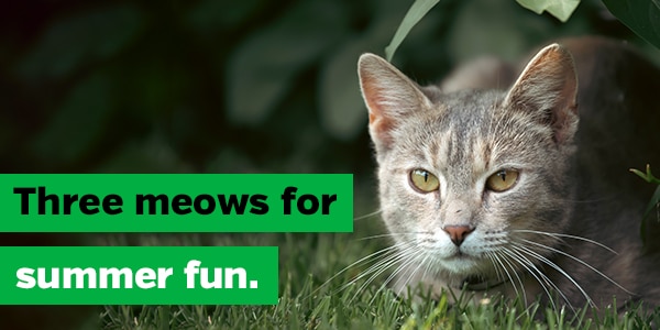 Three meows for summer fun.