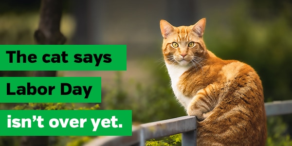 The cat says Labor day isn't over yet.