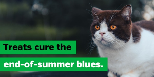 Treats cure the end-of-summer blues.