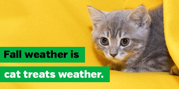 Fall weather is cat treats weather.