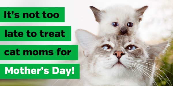 It's not too late to treat cat moms for Mother's Day!