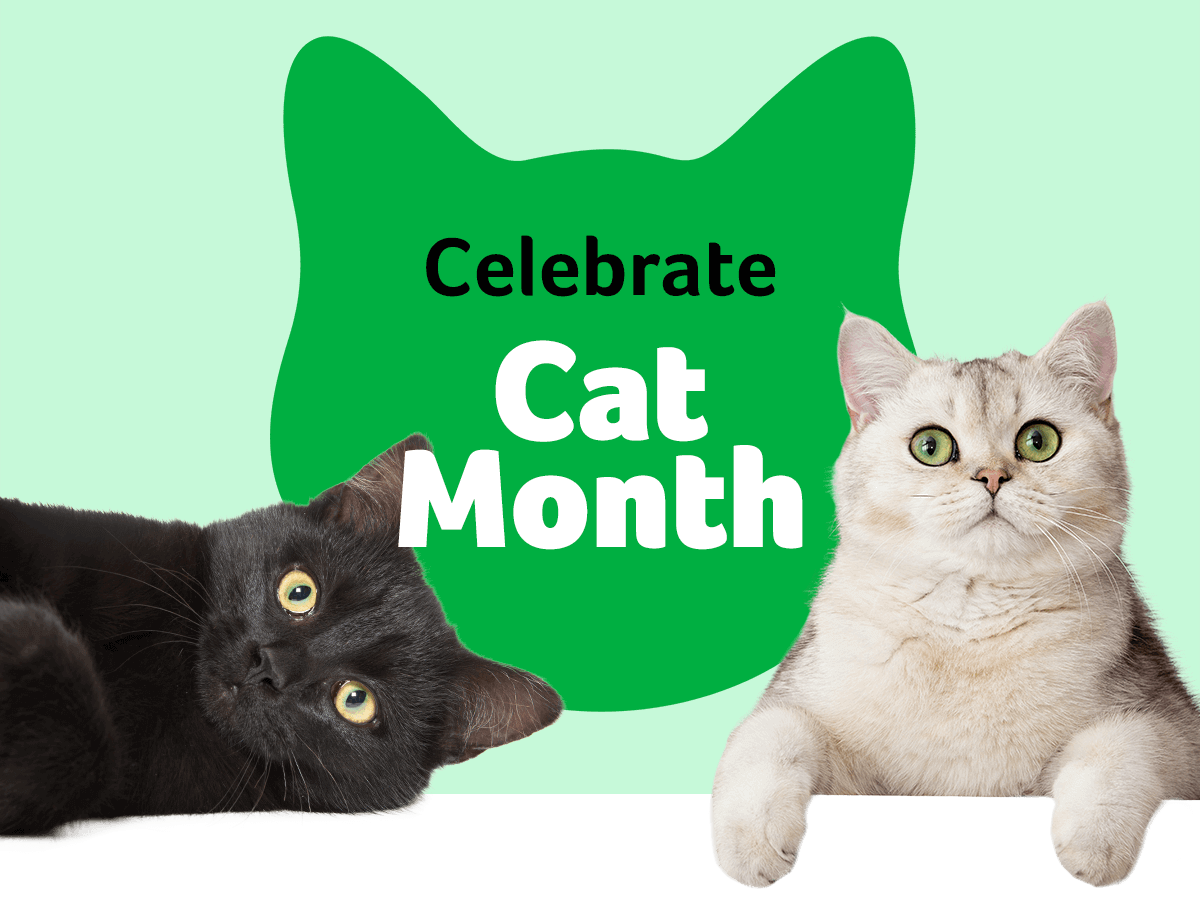 Celebrate Cat Month with Pawsome Discounts!