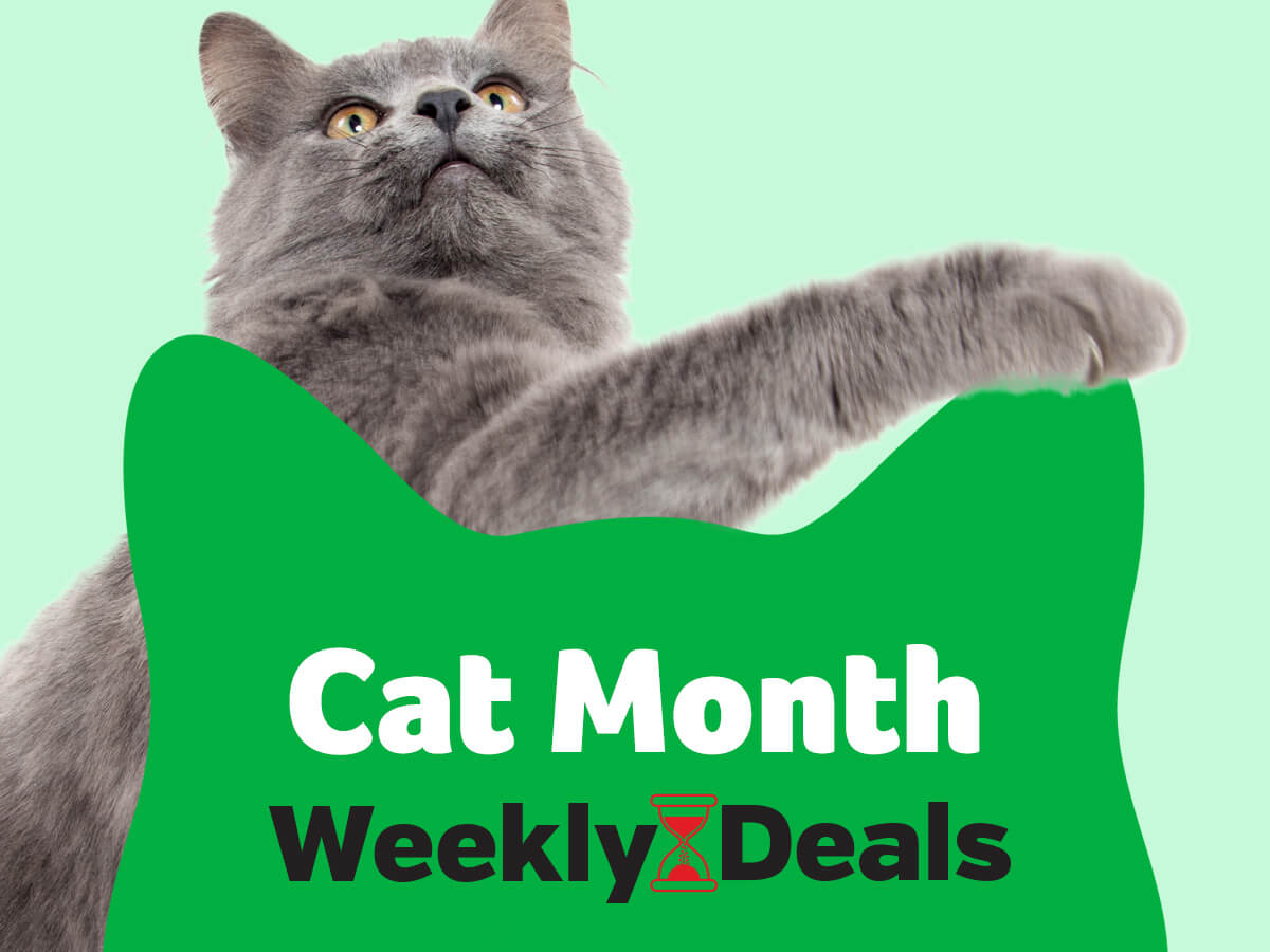 Celebrate Cat Month with Pawsome Discounts!