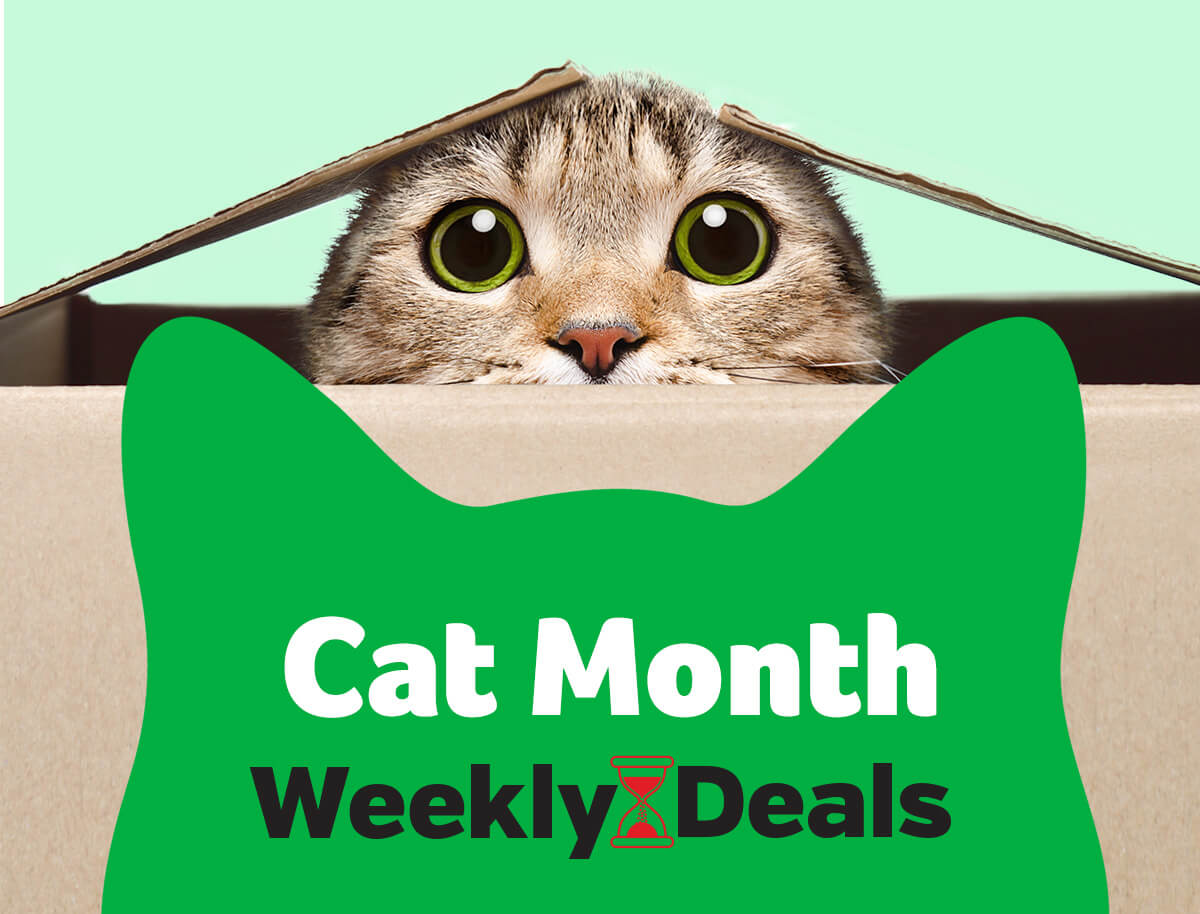 Celebrate Cat Month with Pawsome Discounts!