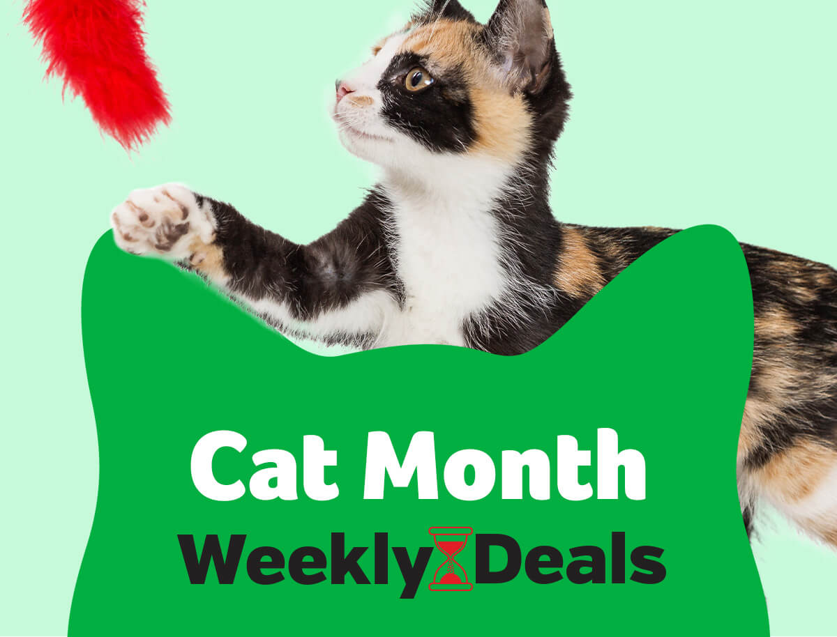 Celebrate Cat Month with Pawsome Discounts!