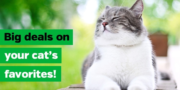 Big deals on your cat's favorites!